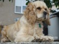 /album/fotogaleria/americky-kokerspaniel-jpg/